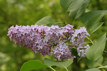 Syringa vulgaris