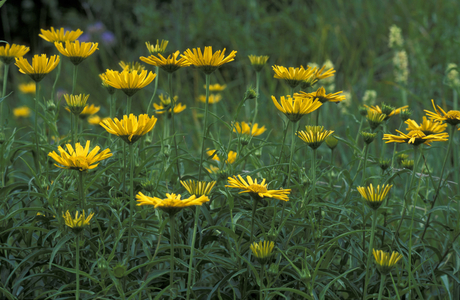 Buphthalmum Salicifolium, Alpi, Italy