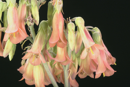 Kalanchoe daigremontiana, Italy