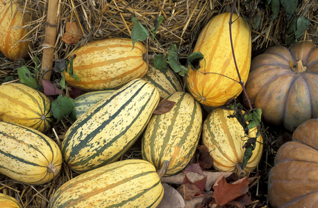 Cucurbita, Pumpkin, Italy