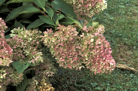 Hydrangea Paniculata, Italy