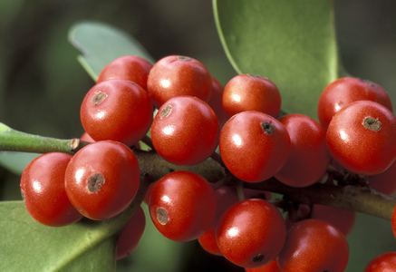Ilex Aquifolium