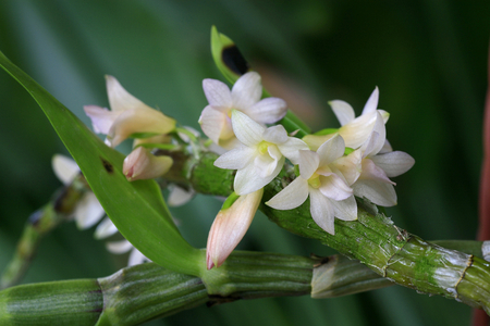 Dendrobium mijakei