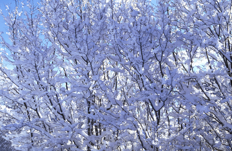 Hazel with snow, Italy