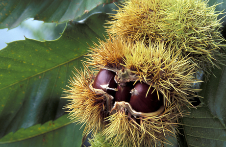 Castanea sativa