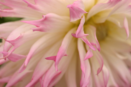Dahlia “Marlene Joy”