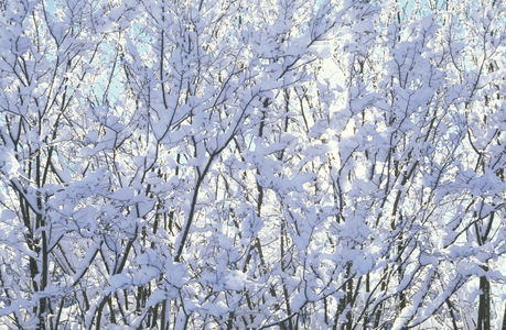 Snow on hazels, Italy