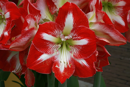Hippeastrum Minerva