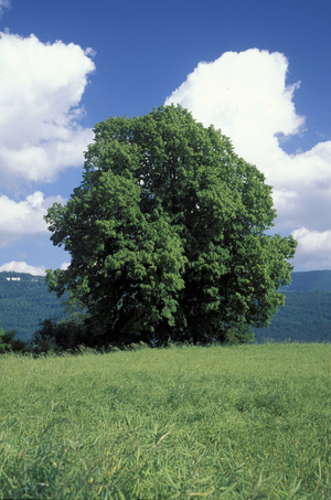 Tilia Platyphyllos, Lime tree, Italy