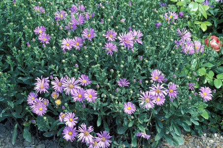 Aster x Frikartii “” Eiger””