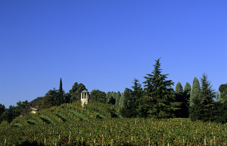 Vineyards, Torreglia, Veneto, Italy