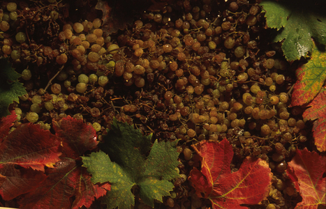 Sciacchetrà white grapes, Cinque Terre, Liguria, Italy