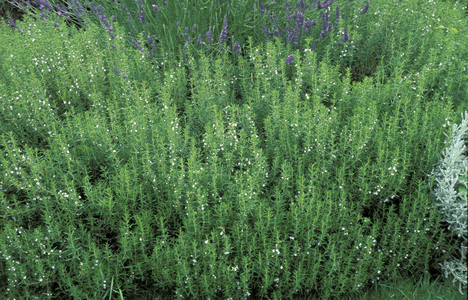 Satureja Hortensis, Italy