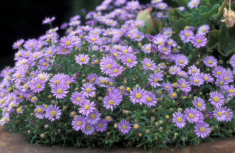 Brachyscoma multifida