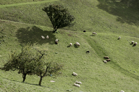 Landscape, Schenna, Trentino Alto Adige, Italy