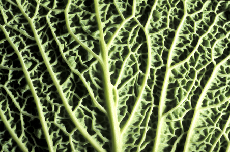 Brassica Oleracea, North Italy, Italy
