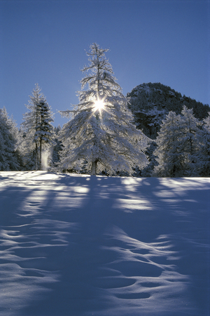 White-deal, Valle d'Aosta, Italy