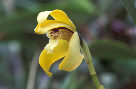Maxillaria Porphyrostele