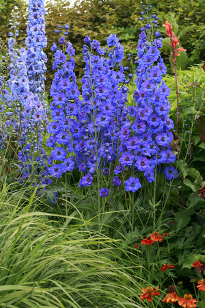 Delphinium elatum