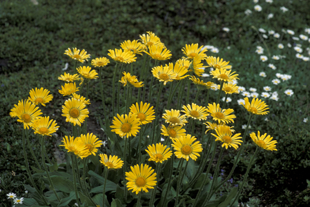 Doronicum Grandiflorum, Alpi, Italy