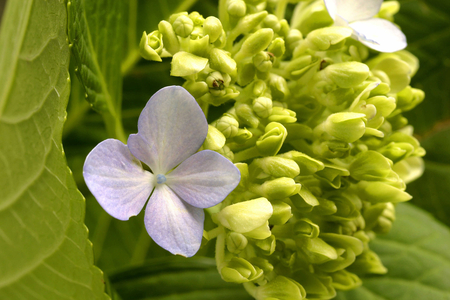 Buds, Hydrangea macrophylla, Italy