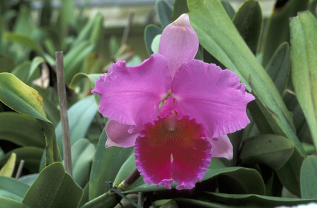 Brassolaelia Cattleya “” Di Pozzi Riviera””