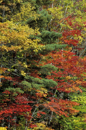 autumn wood, kancamagus highway, usa