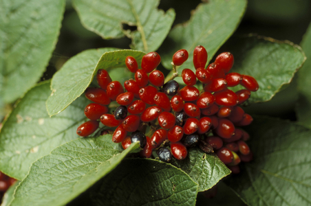 Viburnum Lantana, Italy