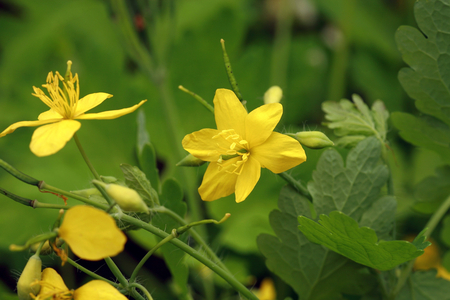 Chelidonium majus