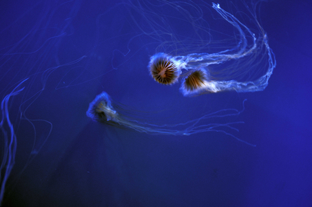 Jellyfishes, Aquarium, Genoa, Liguria, Italy
