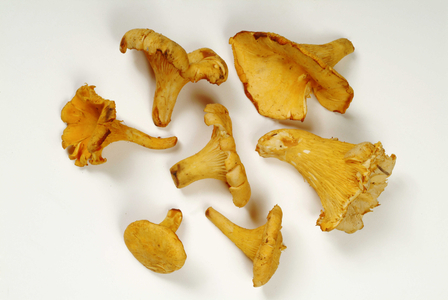 Finferli mushrooms or Chanterelle, Italy