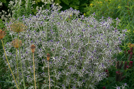 Eryngium variifolium