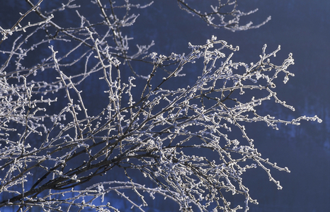 Frost on branches, Italy