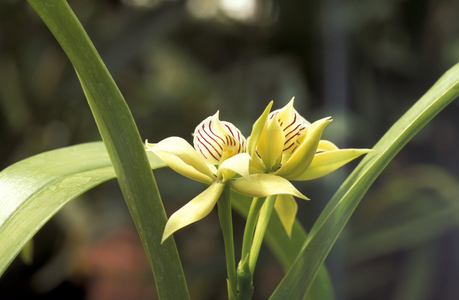 Fragrans Encyclopedia