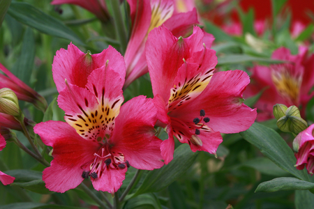 Alstroemeria “” Inca””