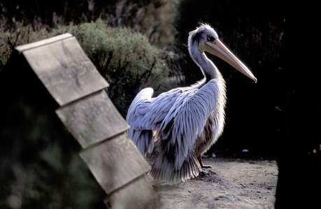 Zoo, Lignano Sabbiadoro, Friuli Venezia Giulia, Italy