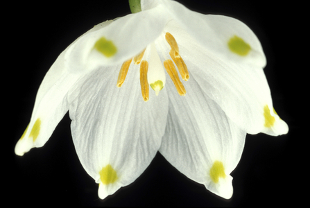 Leucojum Vernum, North Italy, Italy