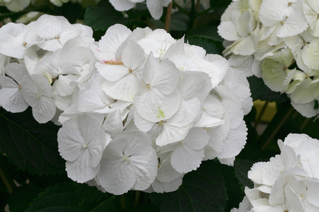 Hydrangea macrophylla Snow Ball