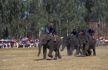 Elephants' show, Surin, Thailand, Southeast Asia, Asia