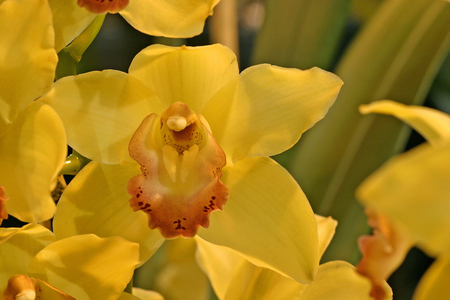 Cymbidium