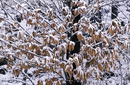 Snow on chestnut branches, Italy