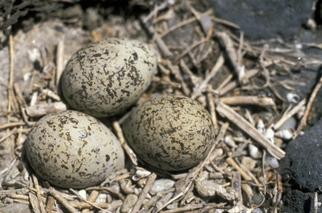 nest with three eggs of common tern, aveiro, portugal