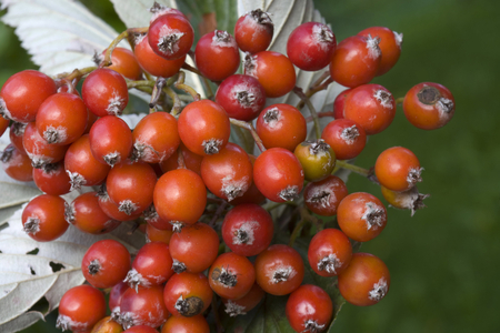 Sorbus aria, sorbo