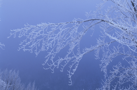 Frost on beech branches, Italy