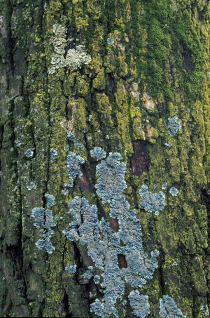 Lichen, Italy