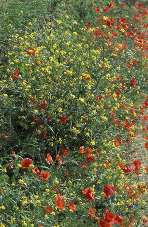 Brassica Napus, Rape, North Italy, Italy