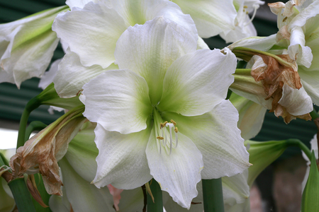 Hippeastrum Matterhorn