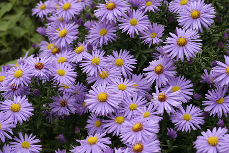 Aster novi-belgian “” Prof. Anton Kippenberg””, New York aster