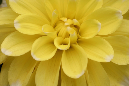 Dahlia “” Lemon Cane””