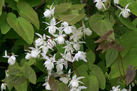 Epimedium youngianum Niveum